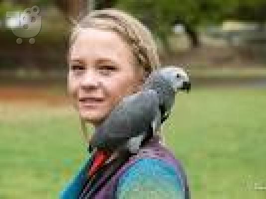 PoulaTo: Γυναίκα αφρικανικός γκρίζο παπαγάλος προς πώληση